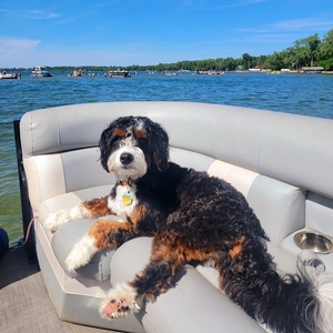 Wally F1 Mini Bernedoodle of Skye & Goose
